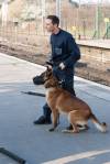 sirius education canine francois illy chien defense